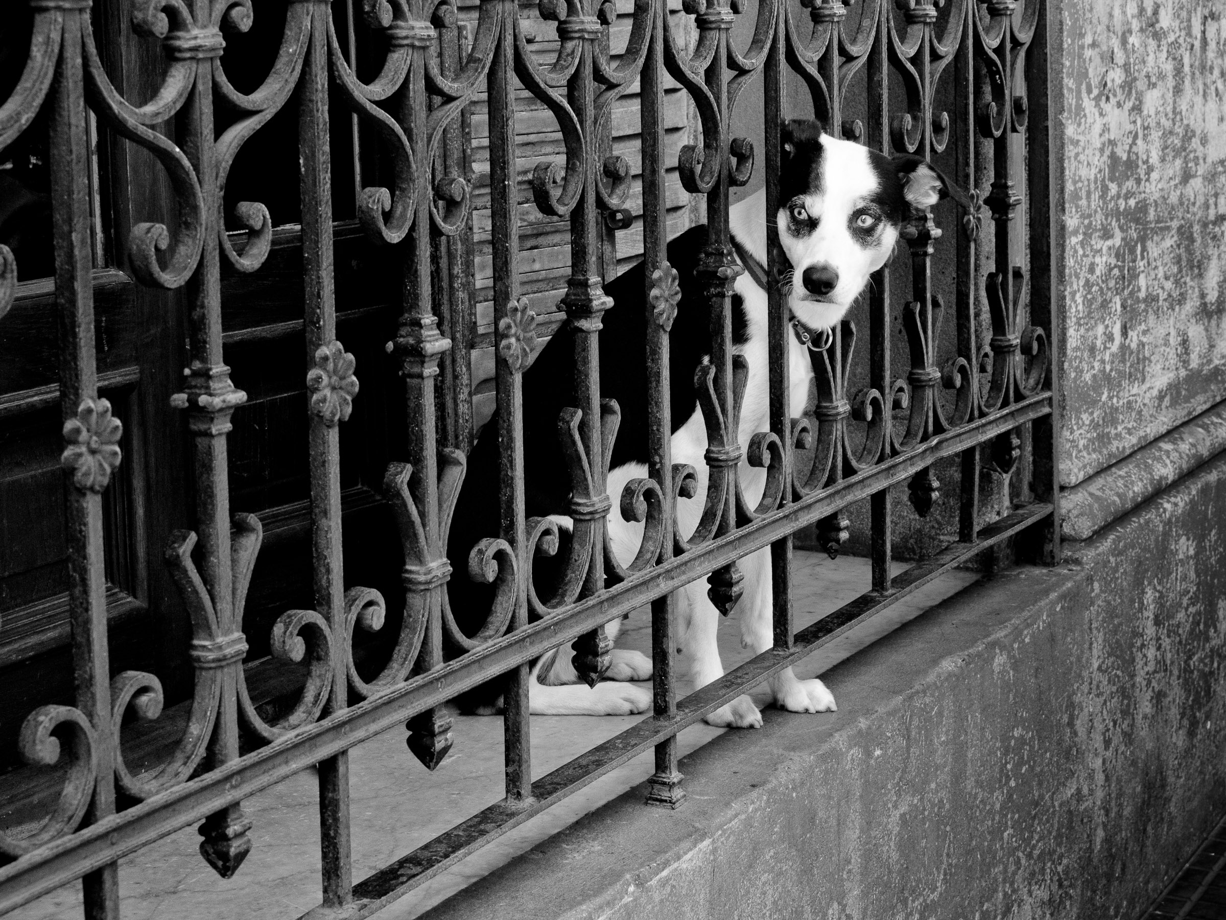 299215 3999167 buenos aires dog